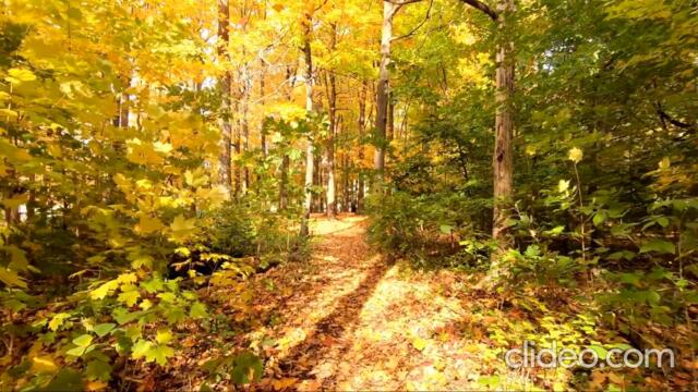 Осень в видео.