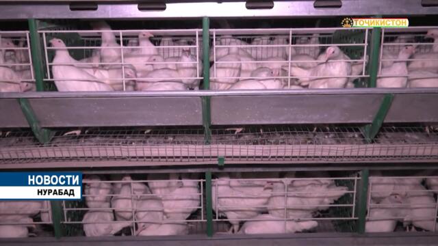 Президент Таджикистана Эмомали Рахмон сдал в эксплуатацию птицеводческое предприятие «Мурги Нуробод»