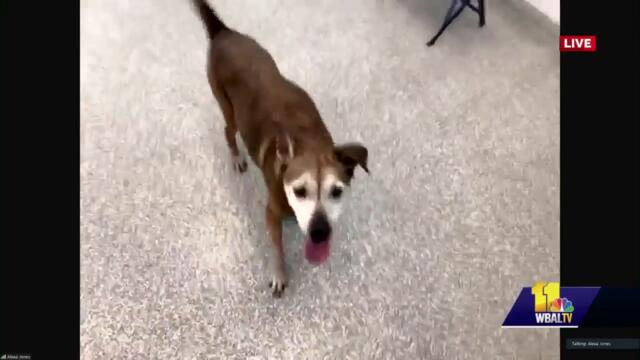 Rodeo at BARCS needs a forever home