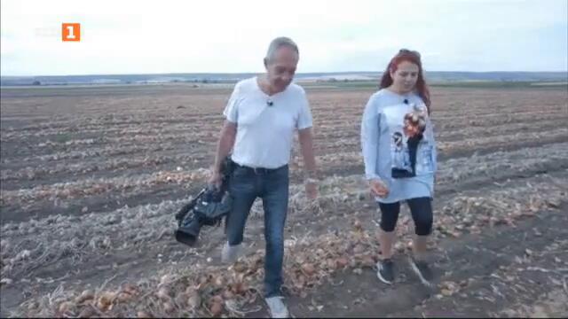 Как да се възроди производството на лук и картофи у нас, Бразди - 18.09.2021 по БНТ