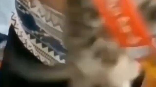 Super Funny Cats - Cat Videos - Cute Kitten - Cat Reaction - Cat Compilation #Shorts | Just Like Cat