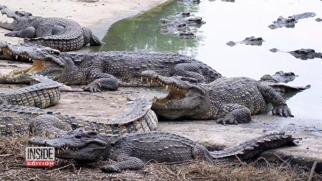 8 Endangered Siamese Crocodile Hatchlings Found in Cambodia