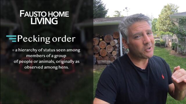 INTRODUCING BABY CHICKS TO THE FLOCK