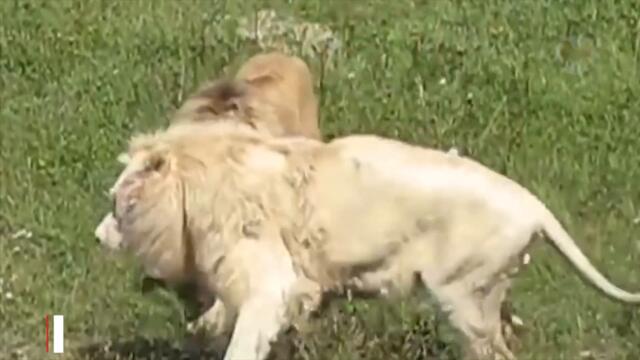 Убил с Удара! Битвы Животных Снятые на Камеру