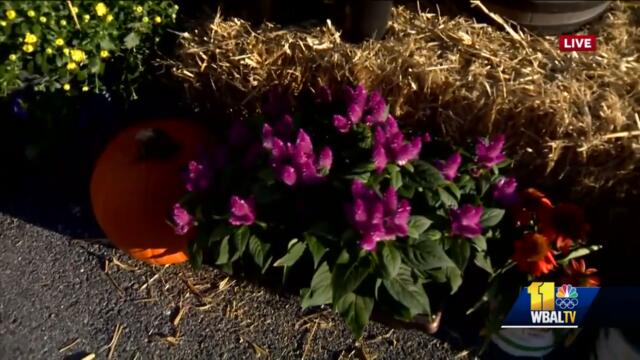 Bell Nursery shows off some plants and flowers perfect for the fall