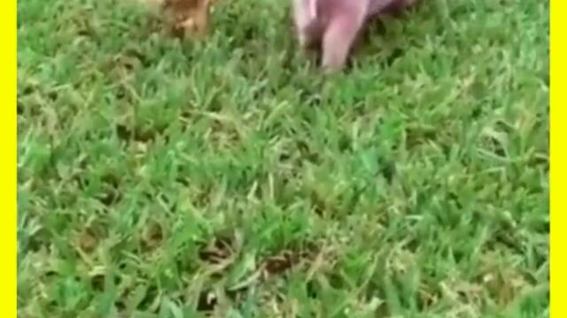 #Shorts Funny Animals #7 🙀 Shorts Animals 😻 Shorts Dogs