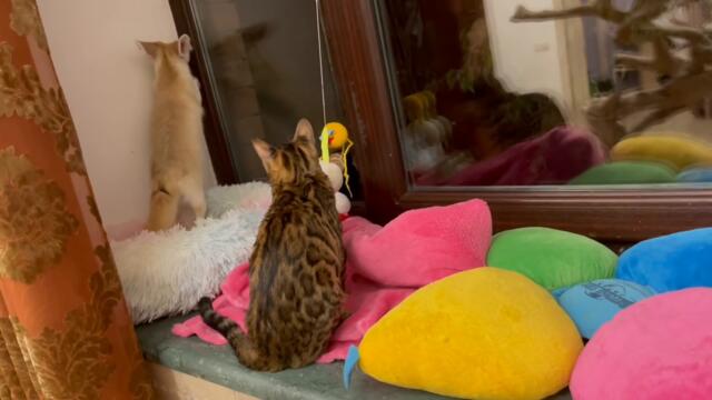 странная лиса не даёт спать котам, полнолуние ) fox does not let the cat sleep, the full moon