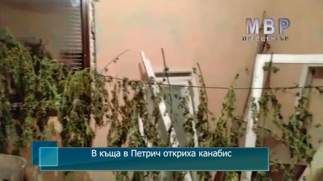 В къща в Петрич полицаи откриха канабис