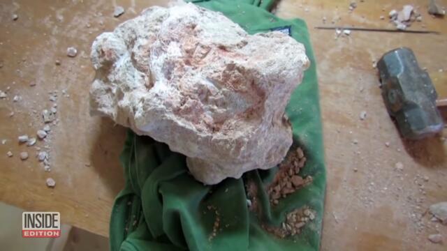Fossil of New Dinosaur Species Found in Brazil