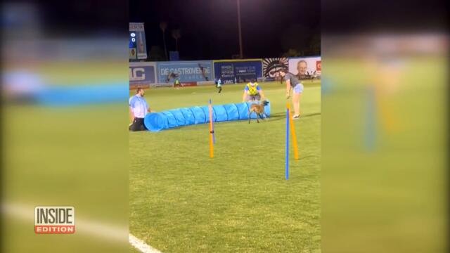 Dog Fails Obstacle Course Adorably