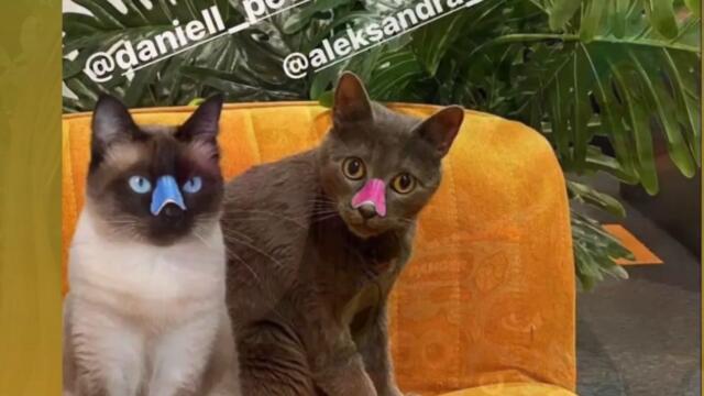 Пълен СМЯХ… сравняват Петканови с Волдемор и котки 😂😂😂