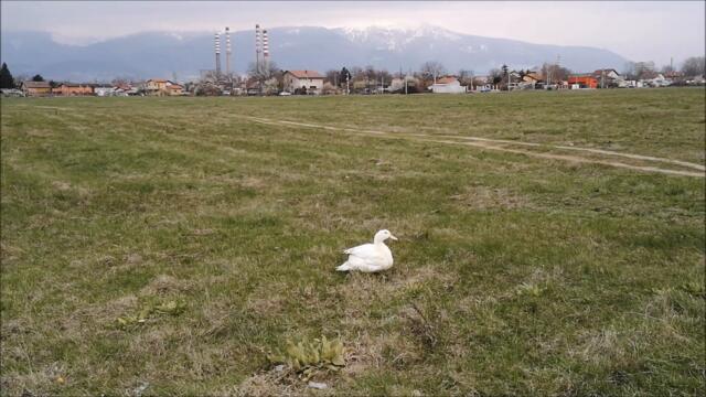 Duck is out and about on a cloudy Spring day.