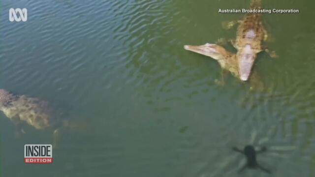 Crocodile Snatches Drone Right Out of Sky in Australia