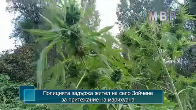 Полицията задържа жител на село Зойчене за притежание на марихуана