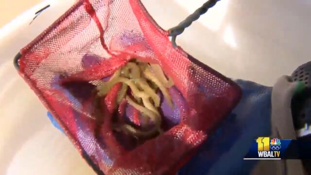 Helping eels migrate past Conowingo Dam to clean Chesapeake Bay