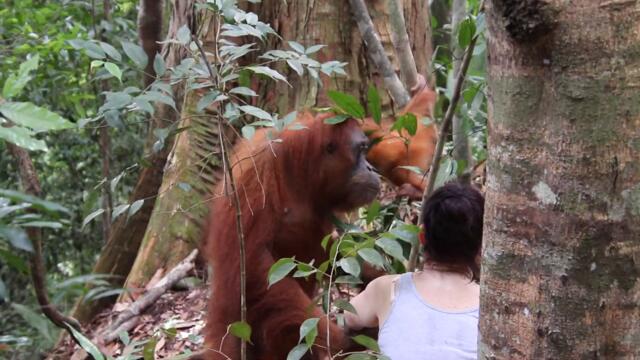 Orangutan Holds Tourist Captive