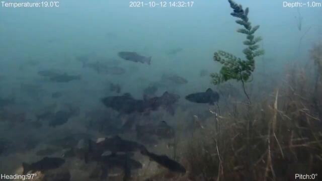 Underwater Drone films Brown Trout Stocking (Lake Geneva)