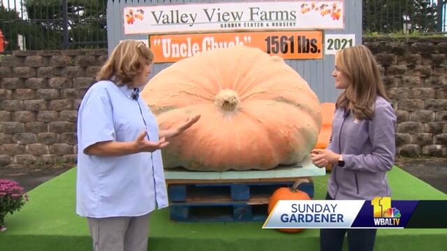 Sunday Gardener: Return of the giant pumpkin seed guessing contest