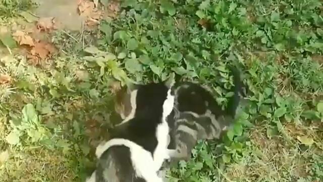 Funniest cats judo cats best ippons compilation (джудо котки) Смях