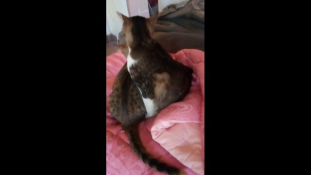 Моите сладки котенца (компилация)