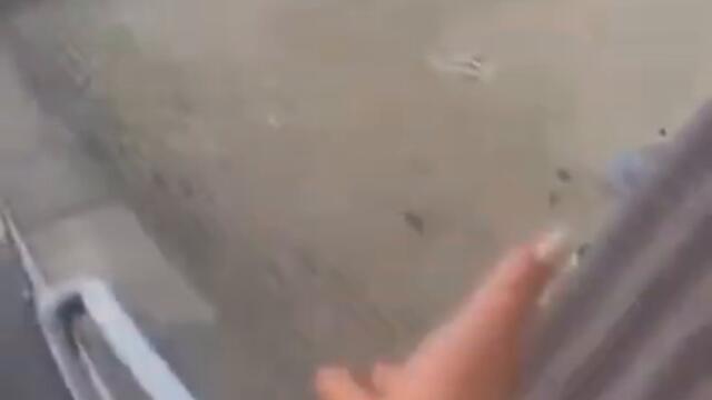 Releasing a wounded pigeon...only to be eaten by cats WHOOPS #Shorts #nononono | ♛purchmymerch♛ 🅼🅴🅼🅴