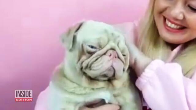 Milkshake the Pink Pug Is Stealing Hearts