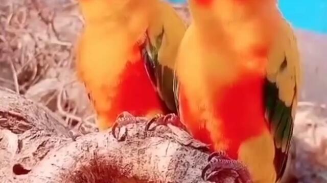 Сладки папагалчета