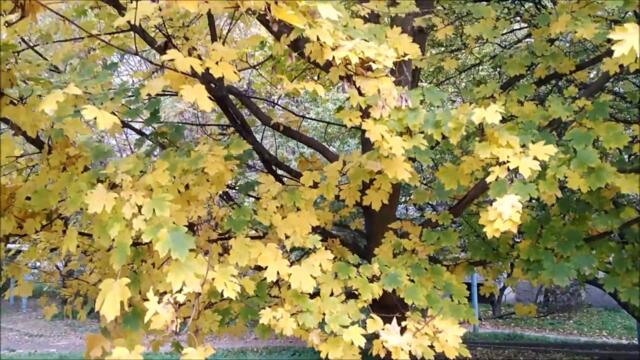 Жан Татлян  -  ОСЕННИЙ СВЕТ