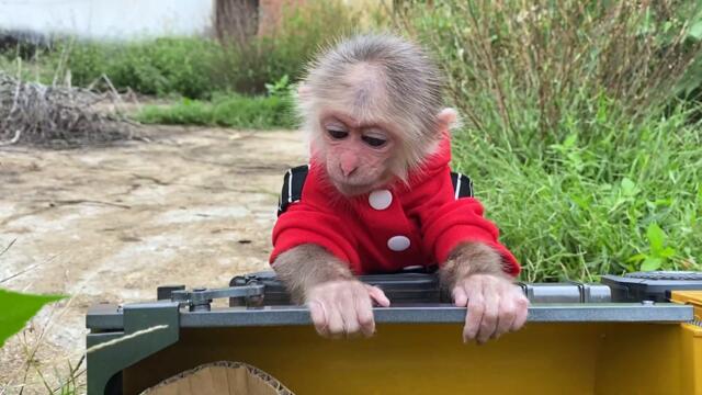 BiBi goes to harvest fruit on the farm