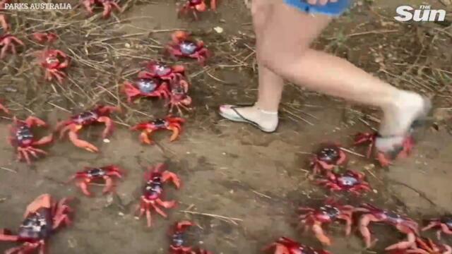 Plague of 50 MILLION cannibal crabs shut down roads