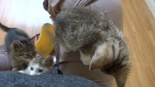 3 Foster Kittens Climbing On A Woman