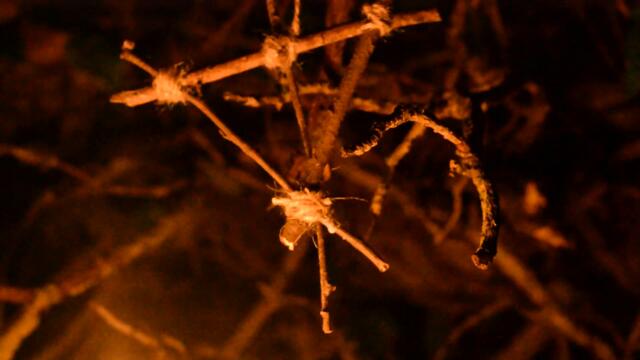 wych elm - scolds bridle (Official Video)
