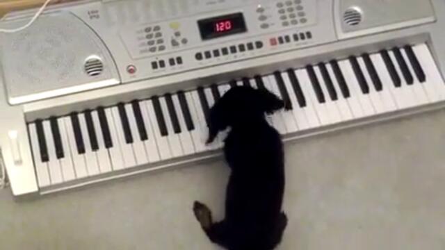 Cute puppy dog paws at keys on a keyboard