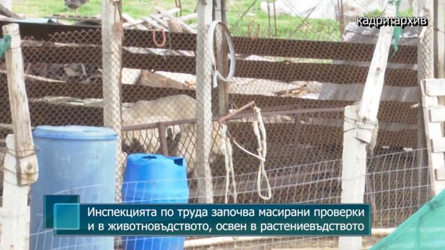 Инспекцията по труда започва масирани проверки и в животновъдството, освен в растениевъдството