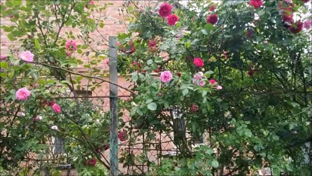 Валерий Залкин  -  АЛЫЕ РОЗЫ🌹