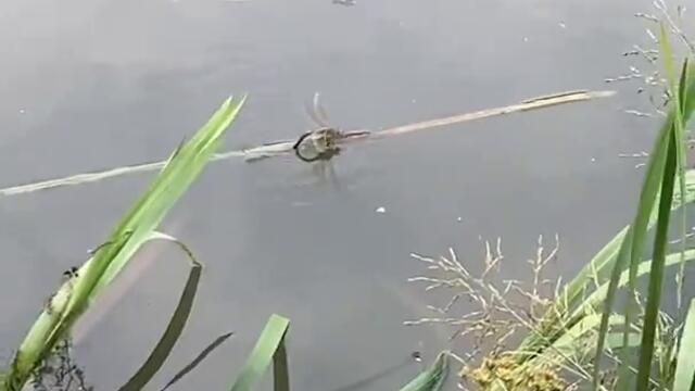 How This Dragonfly Rides A Leaf Like A Boss 🍃🌝🌸⛱🤣