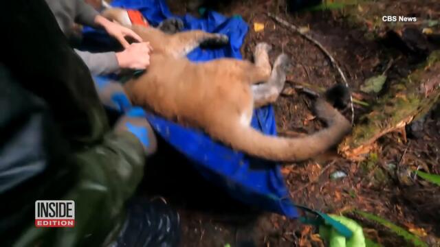 Conservationists Track Pumas With Radar Technology