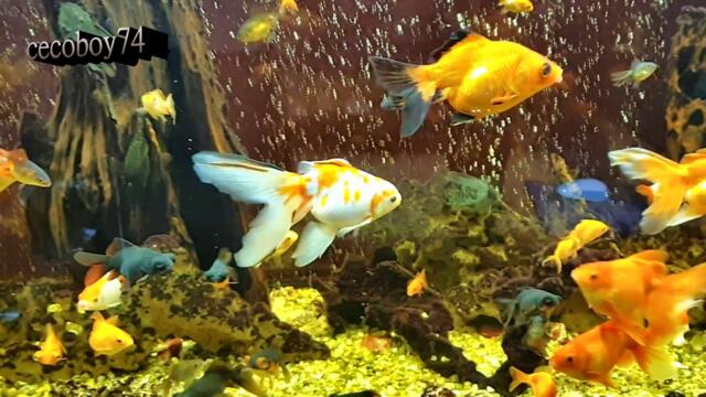 Моите аквариуми - 2021 год.