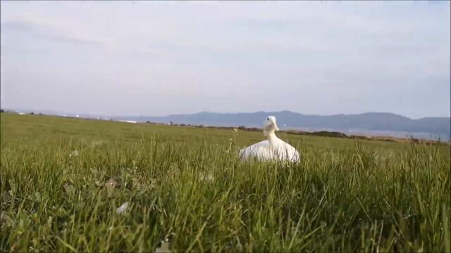 Duck's Spring Diary, Day 16. Boy is feeling great on the green field.