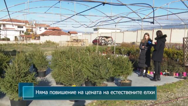 Няма повишение на цената на естествените елхи