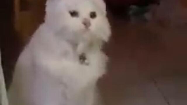 Котенце със заешки уши се забавлява