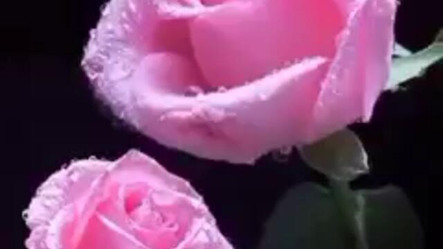 Весело прекарване на празниците на всички!