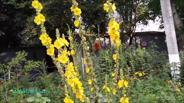 МОЯ ЛЮБИМАЯ ДЕВЧОНКА