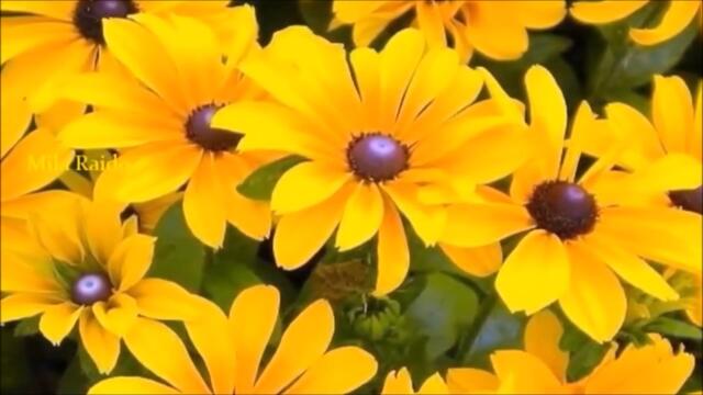 💖ТОЛЬКО ТЫ ОДНА, В СЕРДЦЕ МОЁМ ВЕСНА 🌺