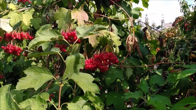 Екатерина Шаврина💖РАЗЛЮЛИ МАЛИНА