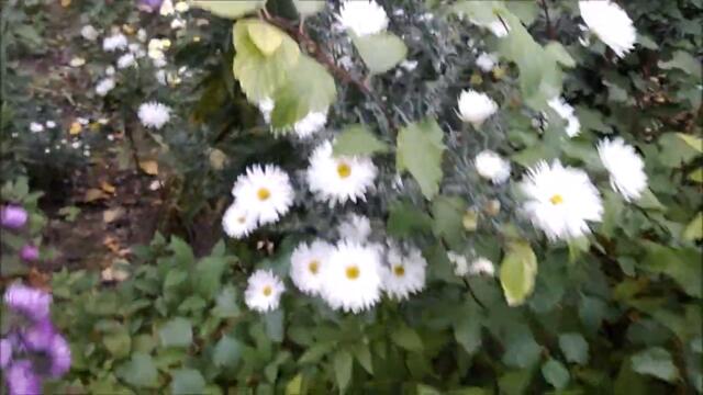 София Ротару и Яак Йоала ❃ЛАВАНДА