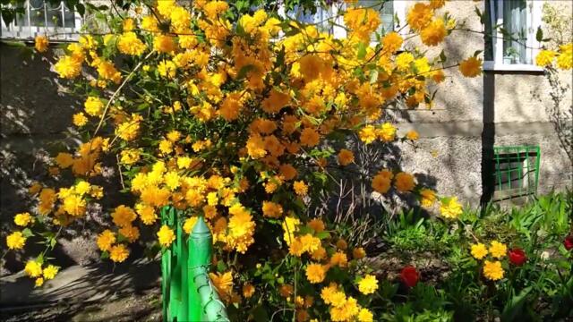 Анна Герман - ОДИН РАЗ в ГОДУ ЦВЕТУТ САДЫ