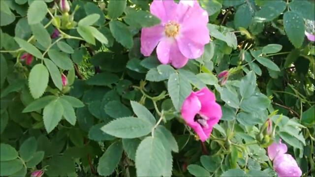 Українська Народна Пісня🌿Ой, у вишневому саду