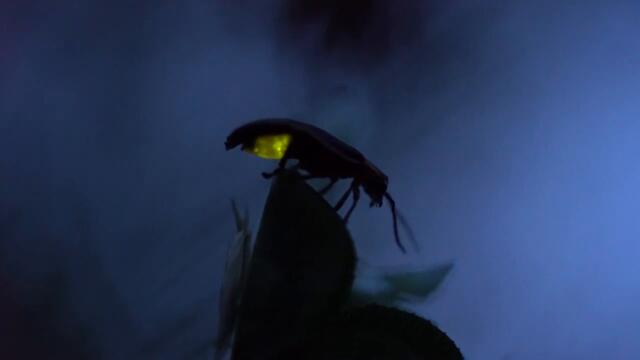 Магията на светулките  - The Magic of Fireflies