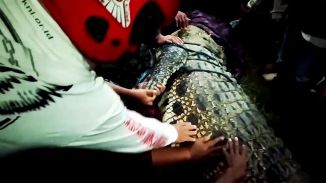 Crocodile Set Free After Being Stuck in a Tire for 6 Years